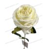 Elegant Rose Stem – Lifelike Floral Accent YSZ19243