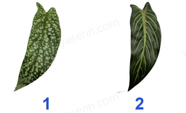 YSL23083_色卡 YSL23083_色卡