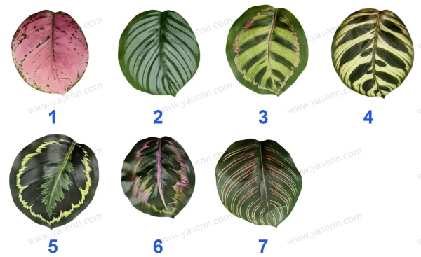 YSL23089_色卡 YSL23089_色卡